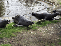 Harbor Seals during the `Haringhappen` Show at the Dierenrijk zoo