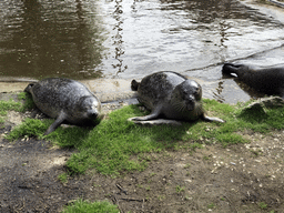 Harbor Seals during the `Haringhappen` Show at the Dierenrijk zoo