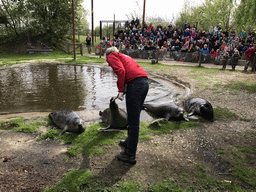 Zookeeper with Harbor Seals during the `Haringhappen` Show at the Dierenrijk zoo