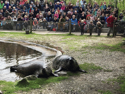 Harbor Seals during the `Haringhappen` Show at the Dierenrijk zoo