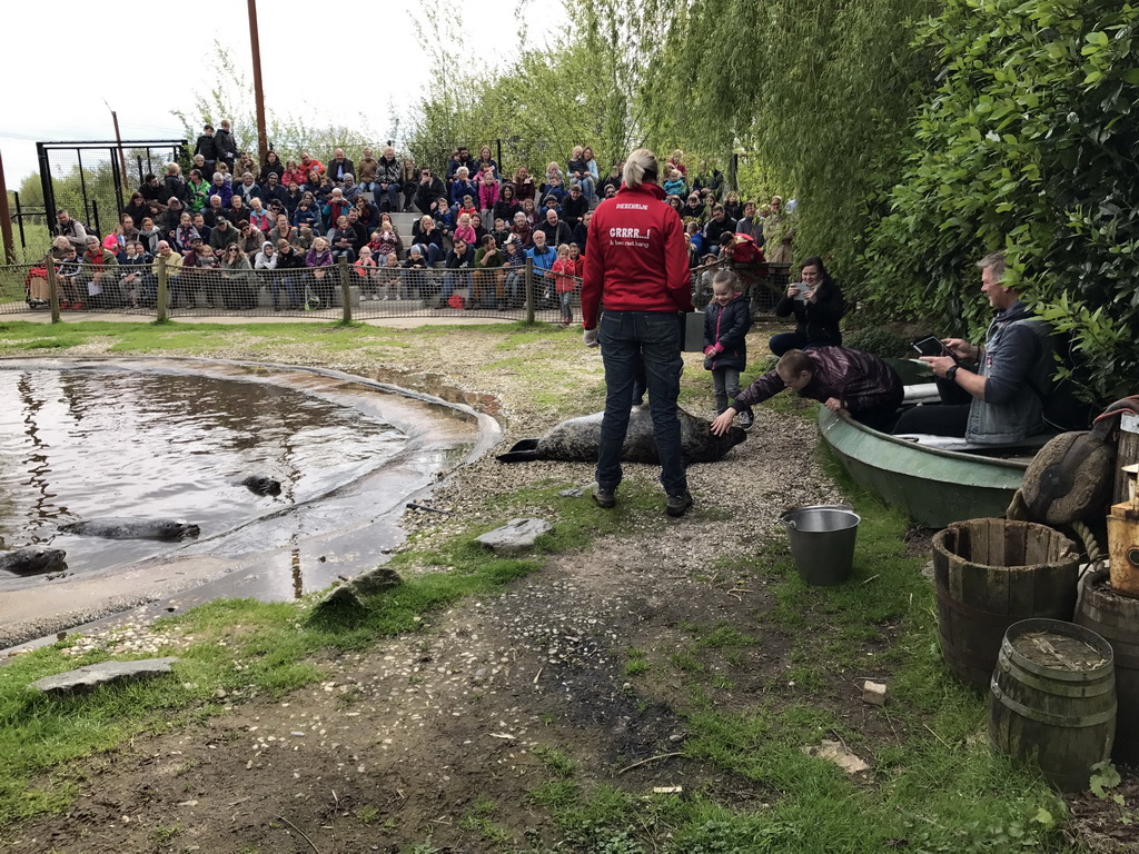 Zookeeper with Harbor Seals during the `Haringhappen` Show at the Dierenrijk zoo
