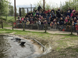 Harbor Seals during the `Haringhappen` Show at the Dierenrijk zoo