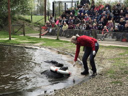 Zookeeper with Harbor Seals during the `Haringhappen` Show at the Dierenrijk zoo