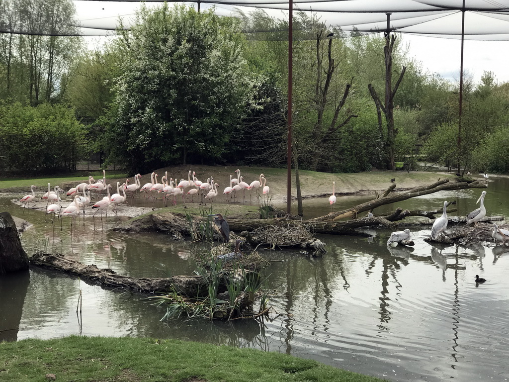 Greater Flamingos, Goliath Heron and Pink-backed Pelicans at the Dierenrijk zoo