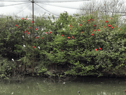 Scarlet Ibises and Little Egrets at the Dierenrijk zoo