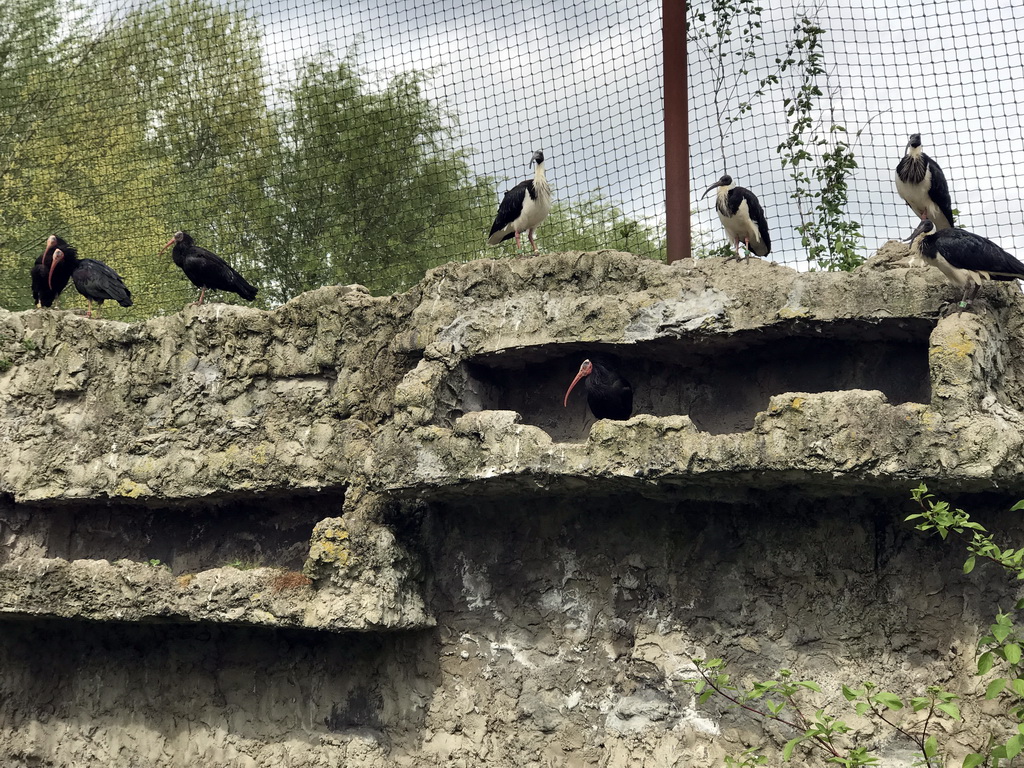 Northern Bald Ibises at the Dierenrijk zoo