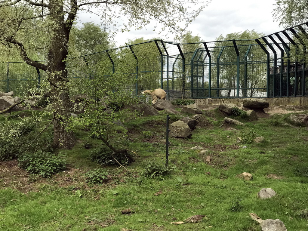 Polar Bear at the Dierenrijk zoo