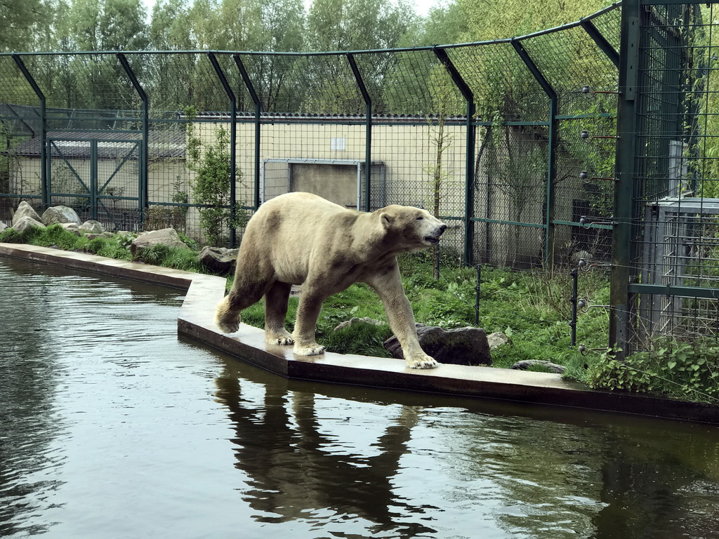 Polar Bear at the Dierenrijk zoo