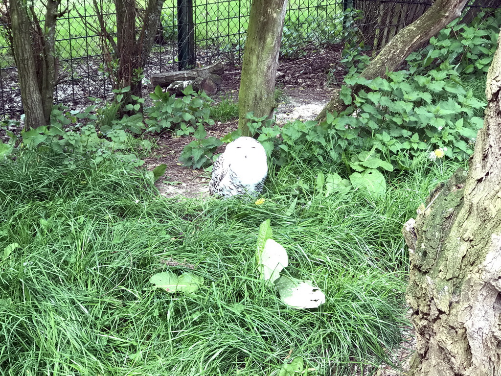 Snowy Owl at the Dierenrijk zoo