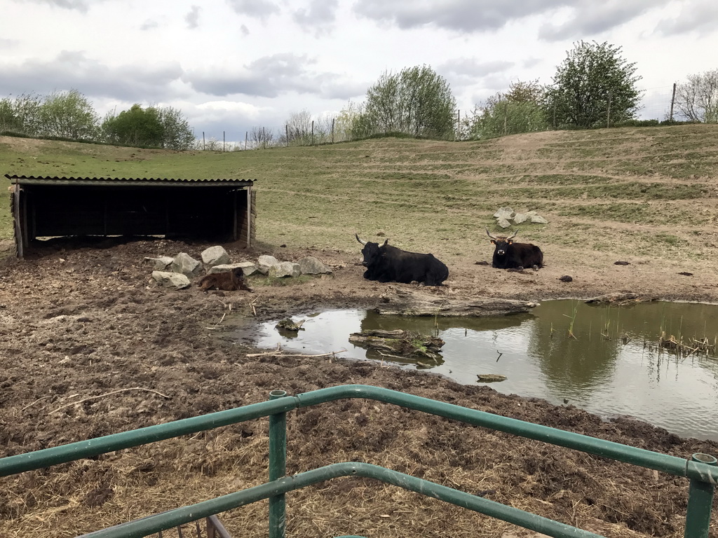 Aurochs at the Dierenrijk zoo