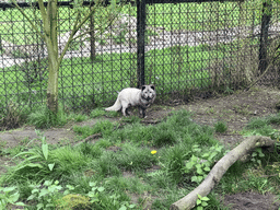 Arctic Fox at the Dierenrijk zoo