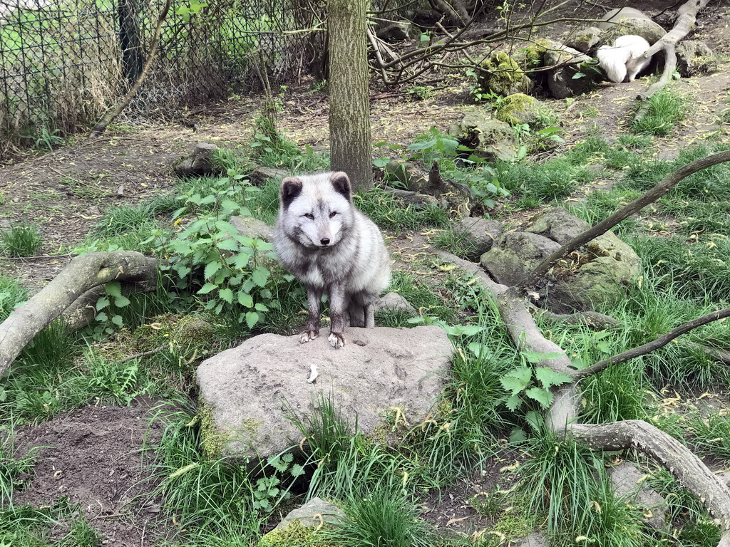 Arctic Foxes at the Dierenrijk zoo