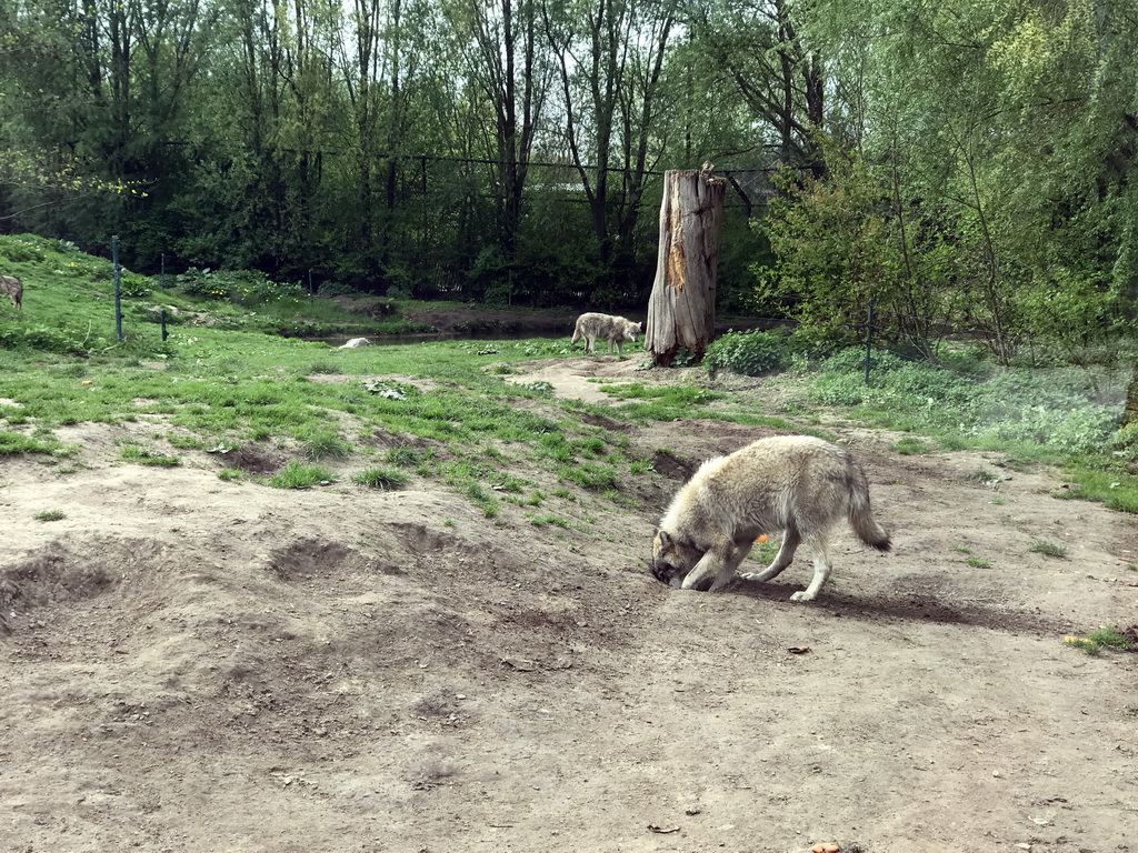 Wolves at the Dierenrijk zoo