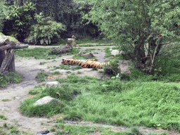 Siberian Tigers at the Dierenrijk zoo