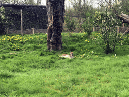 Eurasian Lynx at the Dierenrijk zoo