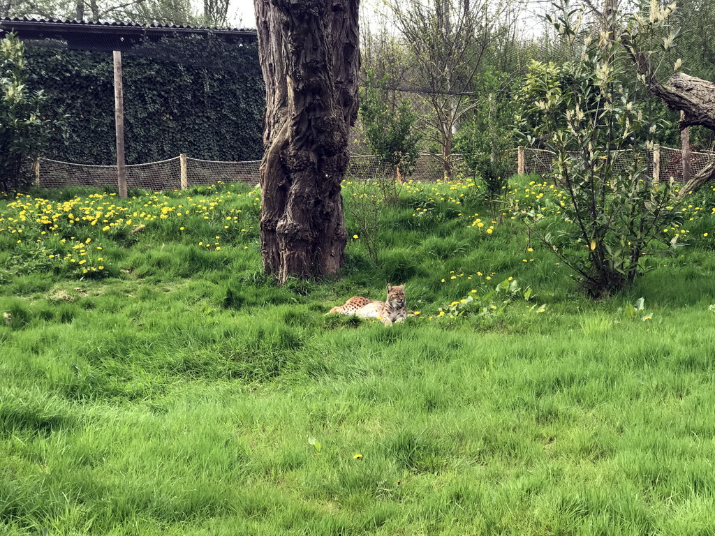 Eurasian Lynx at the Dierenrijk zoo