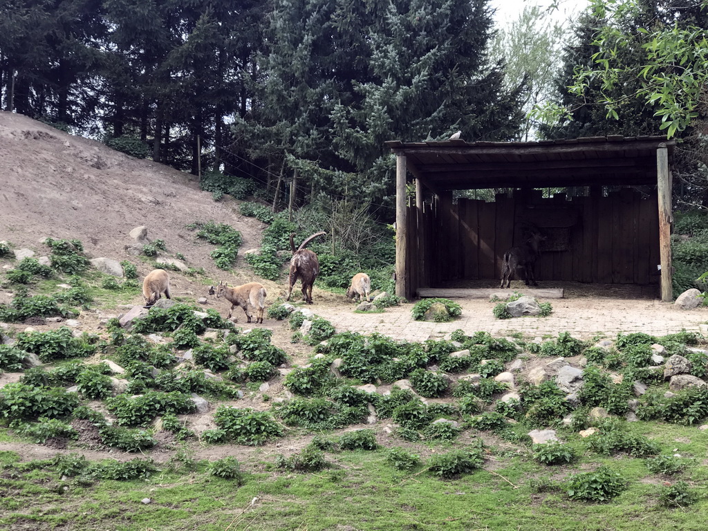 Alpine Ibexes and Goats at the Dierenrijk zoo