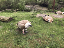 Griffon Vultures at the Dierenrijk zoo