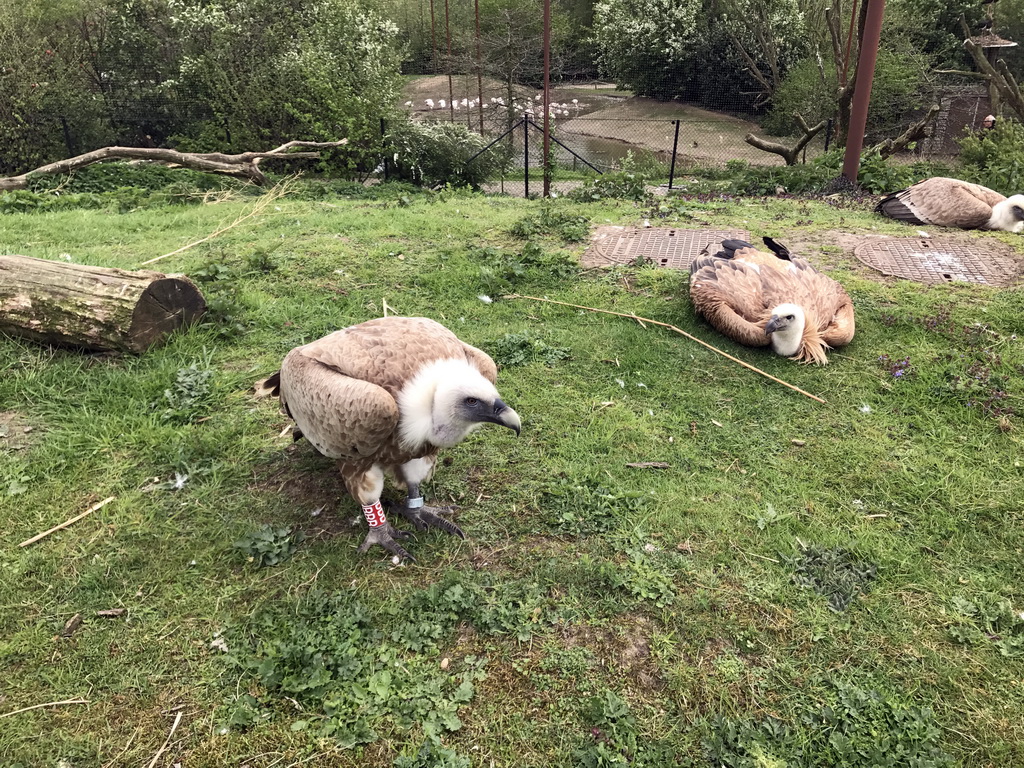 Griffon Vultures at the Dierenrijk zoo