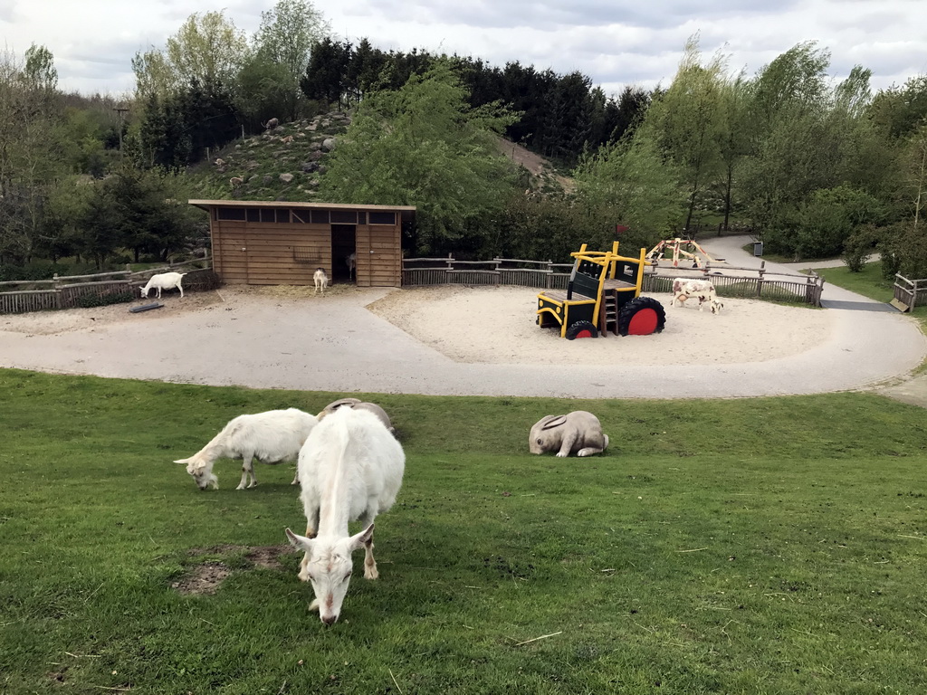 Area of the Goats and Alpine Ibexes at the Dierenrijk zoo