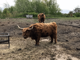 Highland Cattle at the Dierenrijk zoo