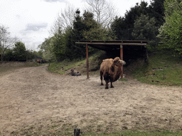 Camels at the Dierenrijk zoo