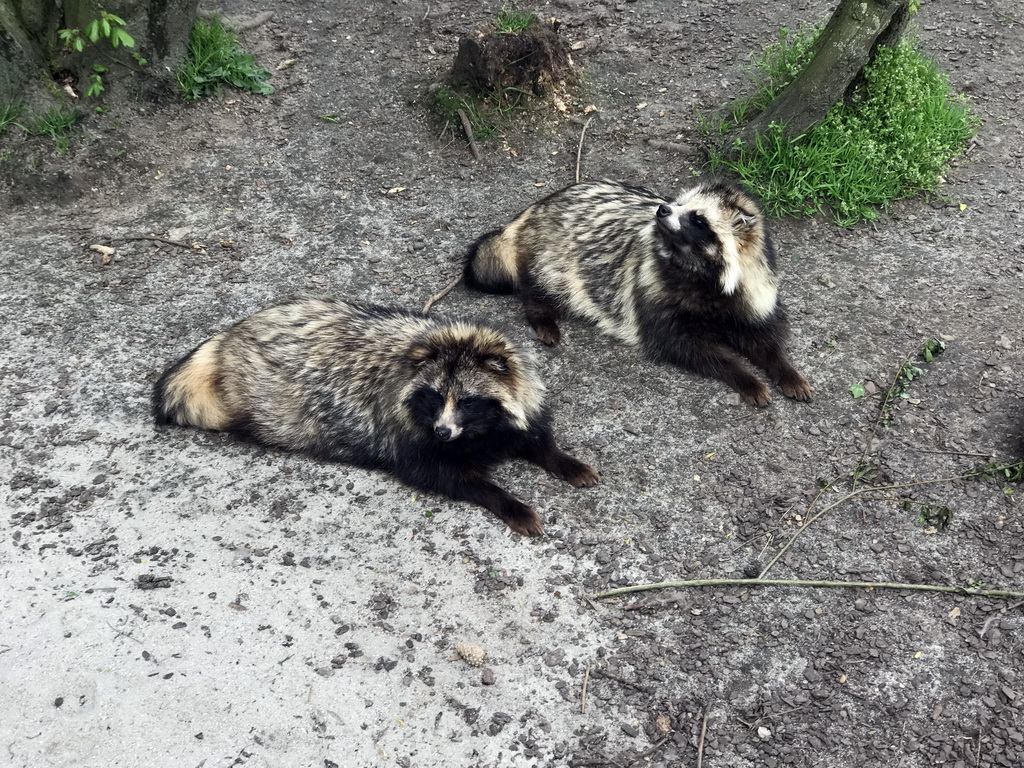 Raccoon Dogs at the Dierenrijk zoo