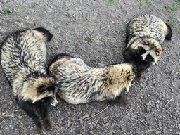 Raccoon Dogs at the Dierenrijk zoo