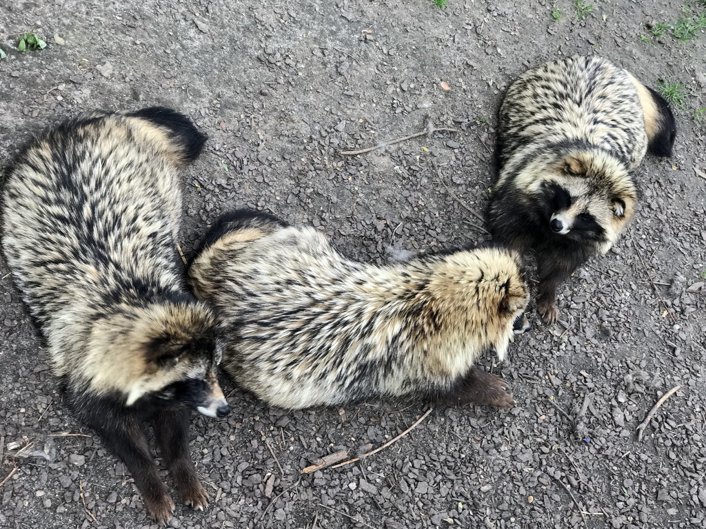 Raccoon Dogs at the Dierenrijk zoo