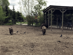 Wild Boars at the Dierenrijk zoo