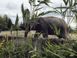 Asian Elephant at the Dierenrijk zoo