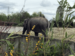 Asian Elephant at the Dierenrijk zoo