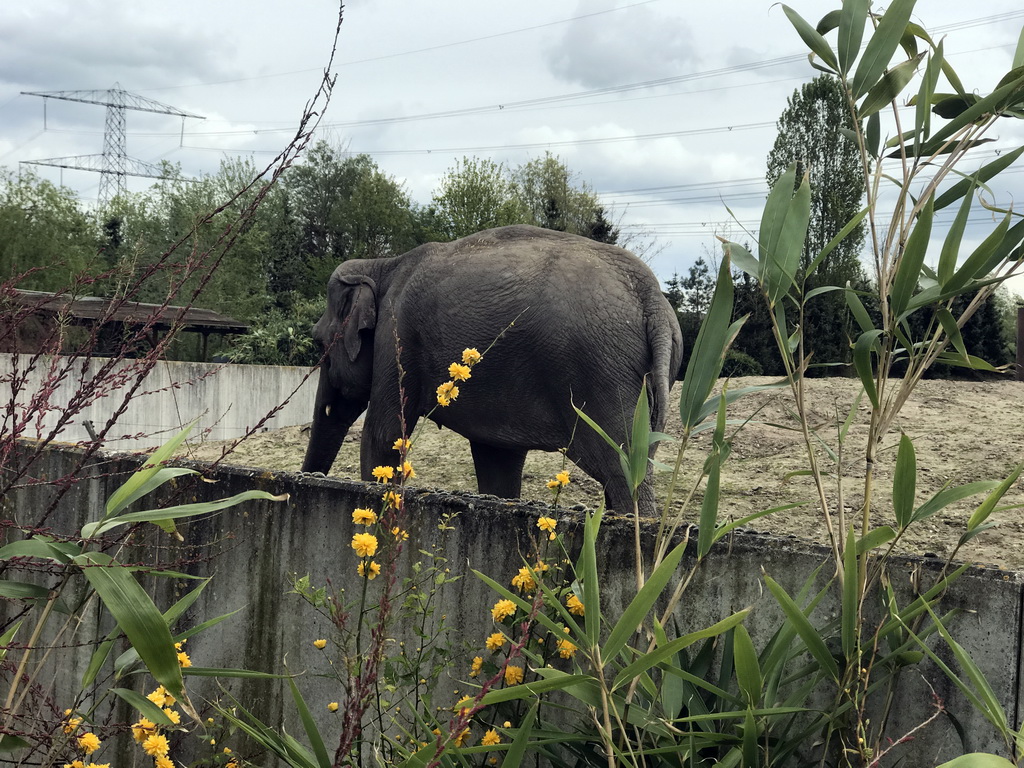 Asian Elephant at the Dierenrijk zoo