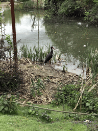 Black Stork at the Dierenrijk zoo
