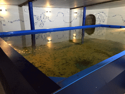 Pool with Doctor Fish at the Dierenrijk zoo