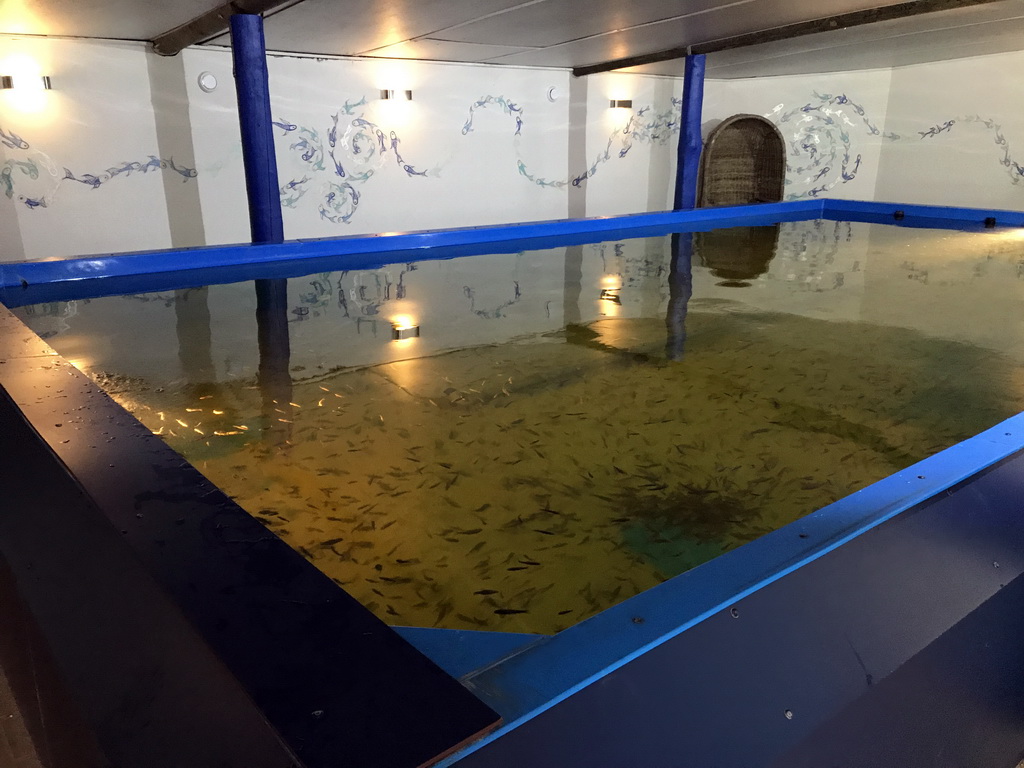 Pool with Doctor Fish at the Dierenrijk zoo
