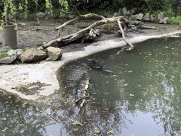 Beaver at the Dierenrijk zoo