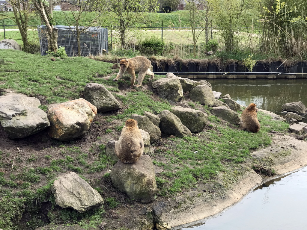 Barbary Macaques at the Dierenrijk zoo