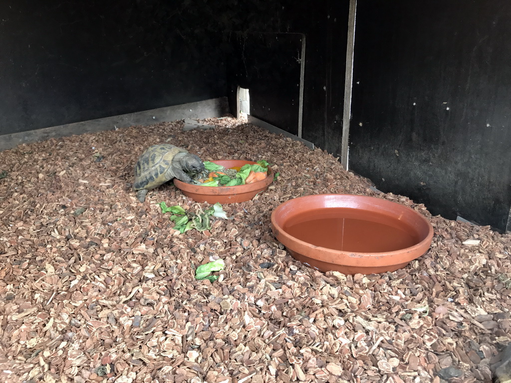 Hermann`s Tortoises at the Dierenrijk zoo