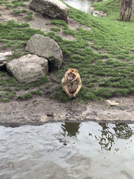 Barbary Macaque at the Dierenrijk zoo