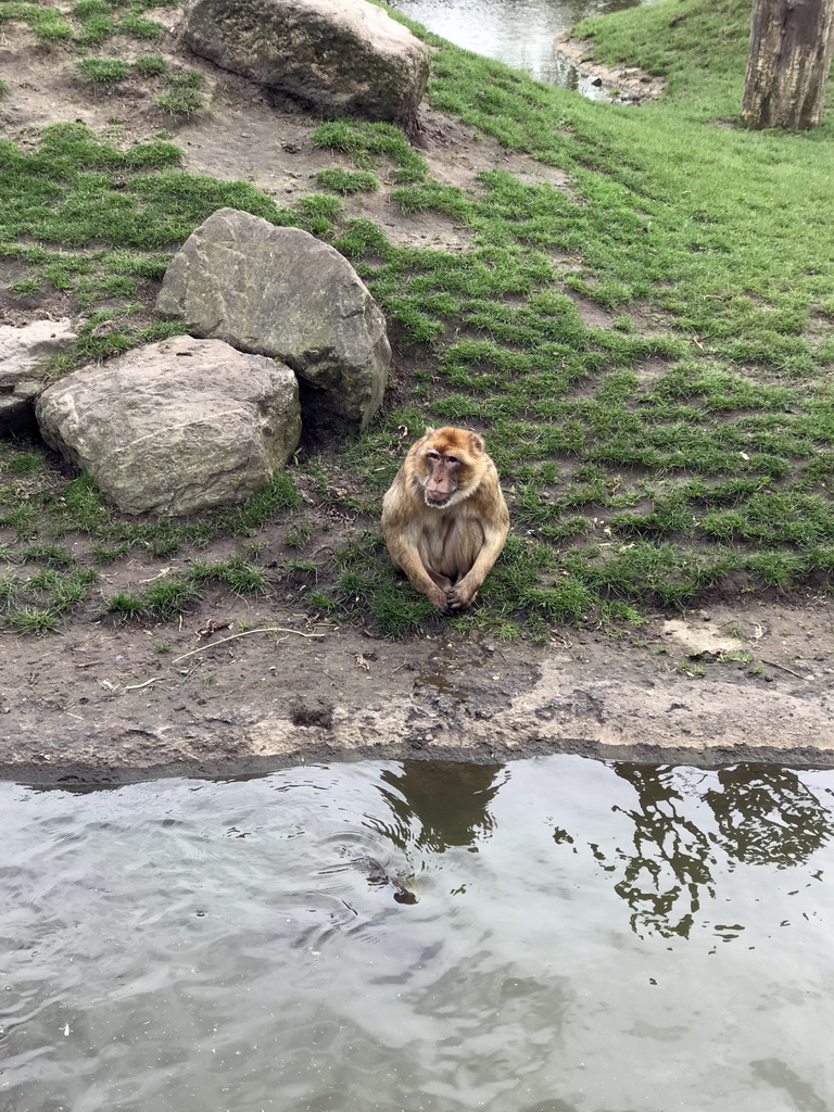 Barbary Macaque at the Dierenrijk zoo