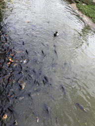 Common Carps and Duck at the Dierenrijk zoo