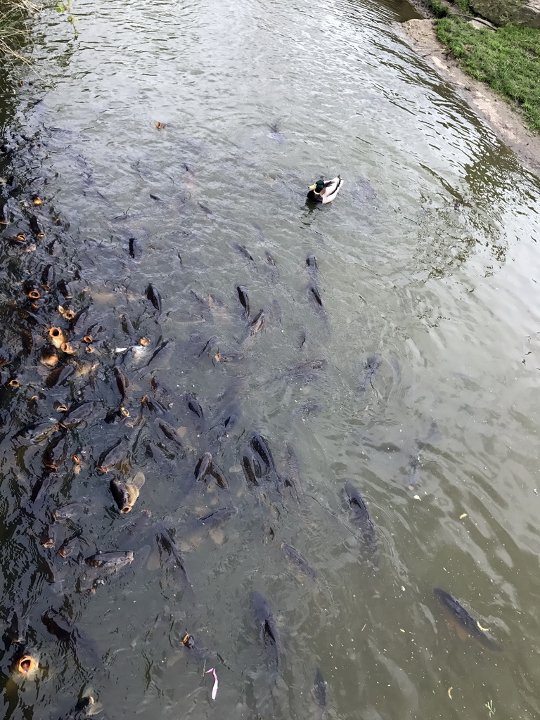 Common Carps and Duck at the Dierenrijk zoo