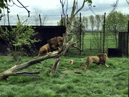 Lions being fed at the Dierenrijk zoo