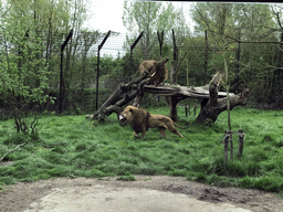 Lions being fed at the Dierenrijk zoo