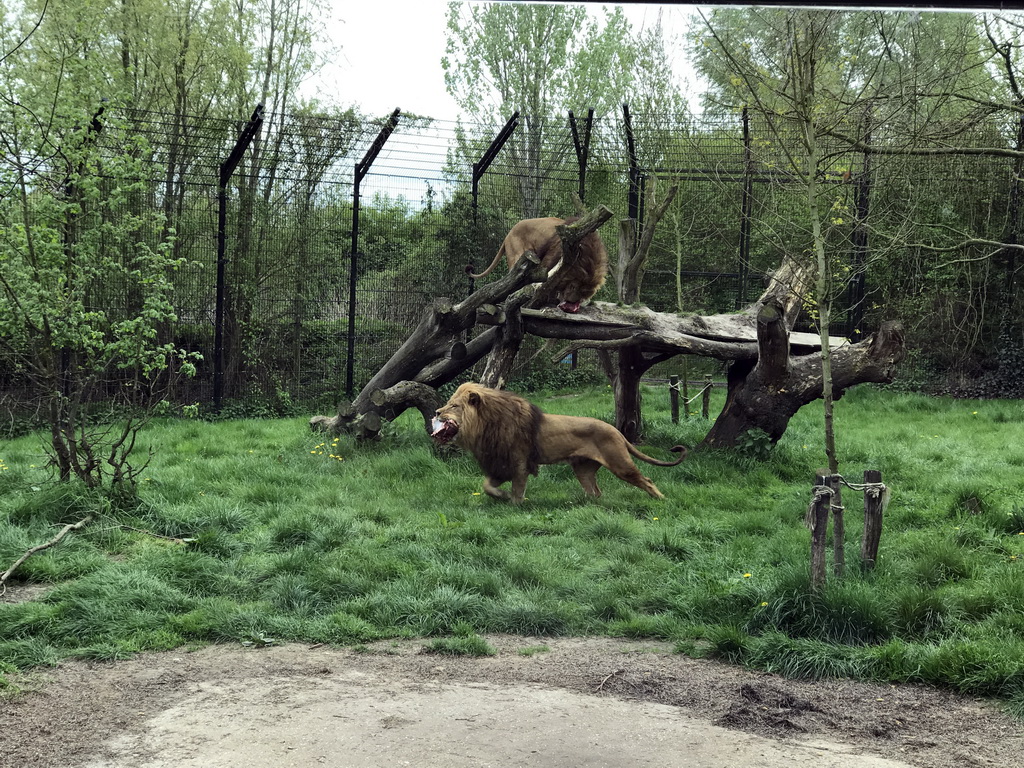 Lions being fed at the Dierenrijk zoo