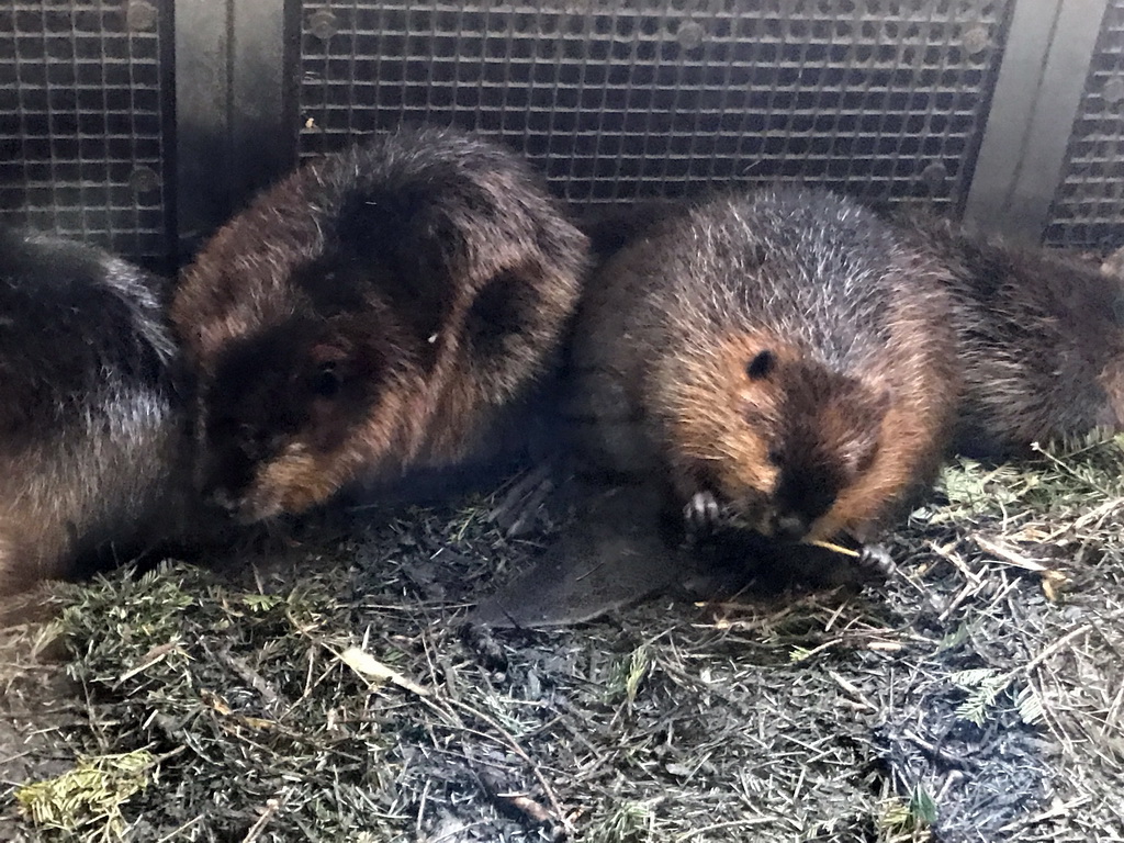 Beavers being fed at the Dierenrijk zoo