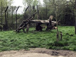 Lions being fed at the Dierenrijk zoo