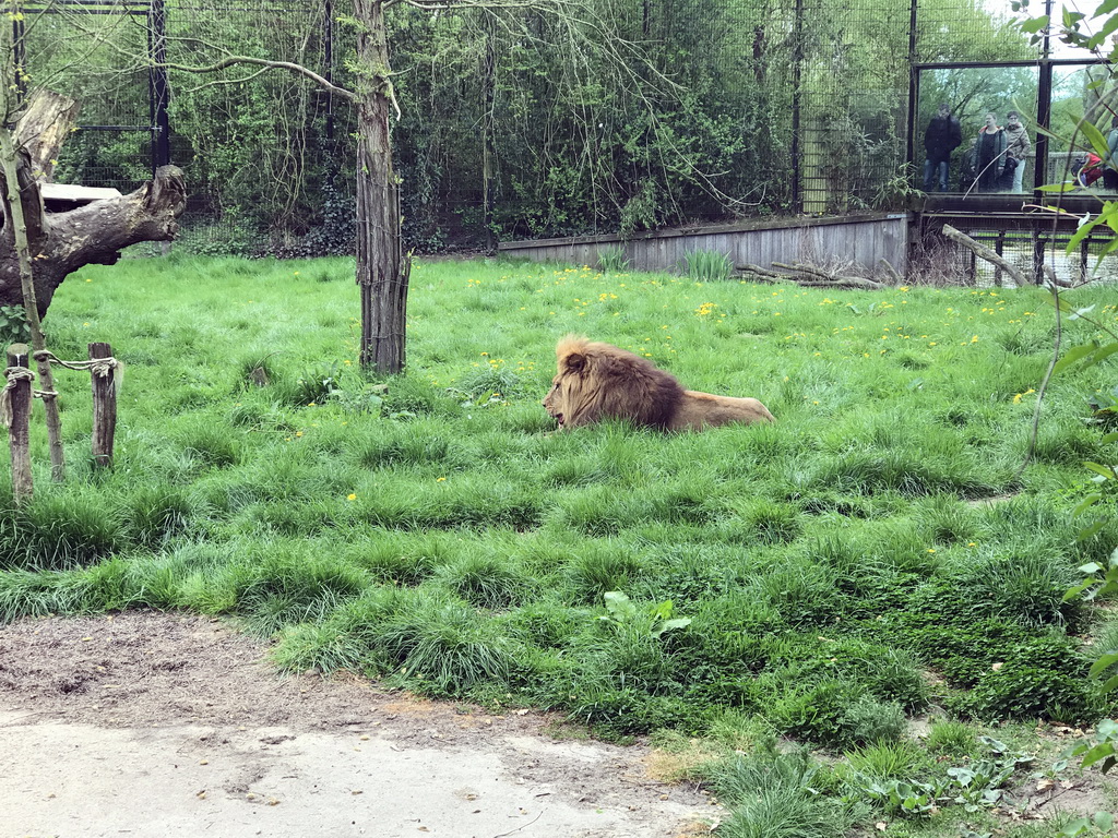 Lion being fed at the Dierenrijk zoo