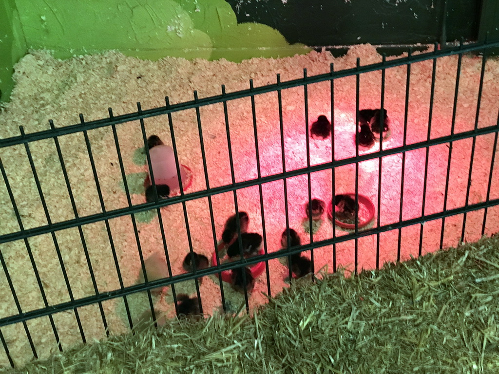 Chicks at the Indoor Apenkooien hall at the Dierenrijk zoo